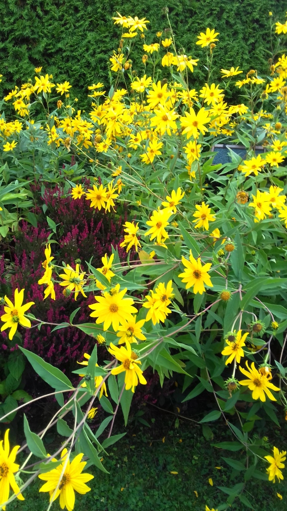 Meckenheim Sonnenblumen